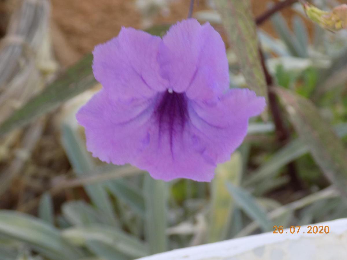 לינה וארוחת בוקר Sidi ash Shammakh Dar Mamina מראה חיצוני תמונה